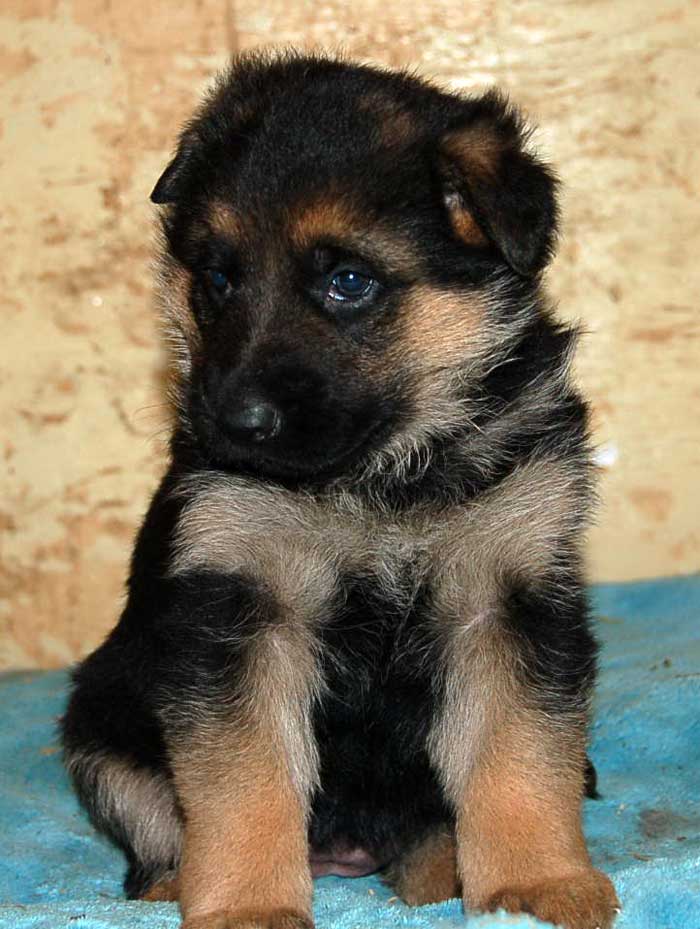 Kenya du Lac quand elle était Jeune Chiots - Berger Allemand