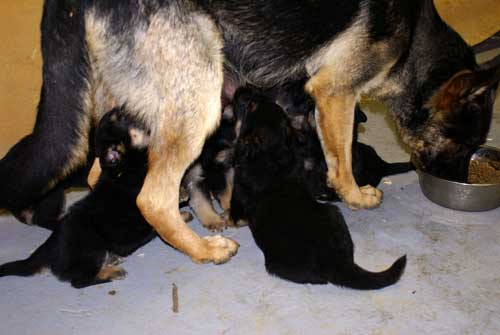 Chiots Lady 4 avril 2010 - 30 jours de vie elevage de berger allemand