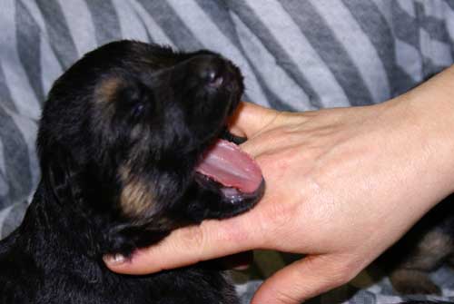 Chiots Lady 19 Mars 2010 - 4 Femelles 3 males berger allemand a vendre