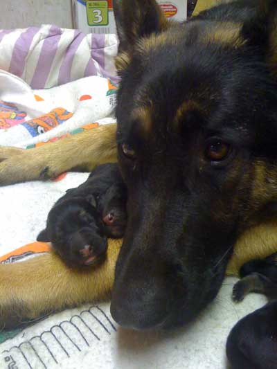 Lady et ses bébés naissant - portée 2010