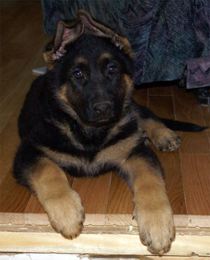 Big Le Terrible - Chiot berger allemand de Lady & Capone