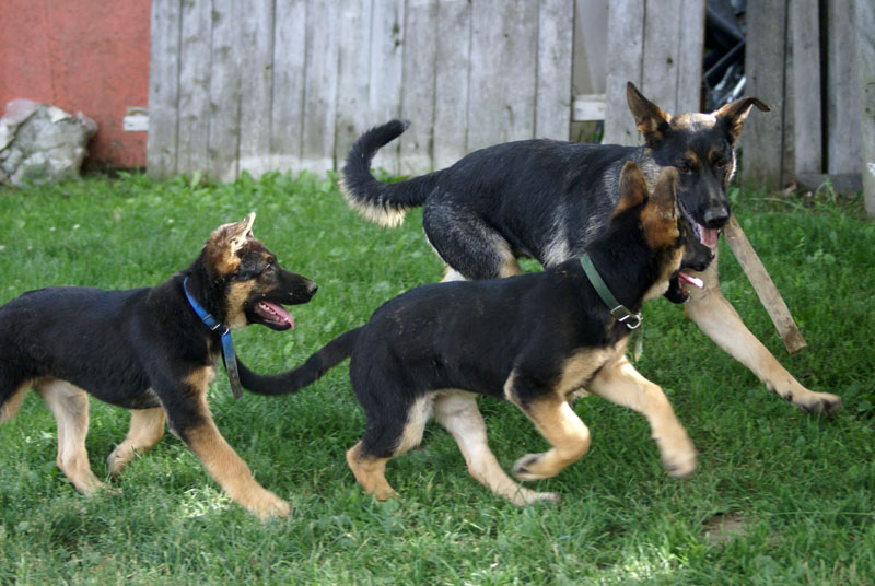 Lady , Roxie (collier vert, chiot femelle), Big Collier Bleu, choit male