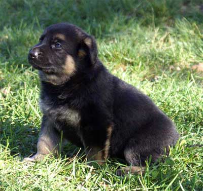 Chiot Portee septembre 2010 - berger allemand