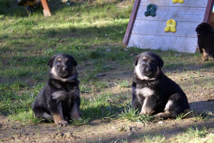 Chiots berger allemand - Sortie du 3 octobre 2010