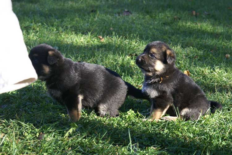 Chiots berger allemand - Sortie du 3 octobre 2010