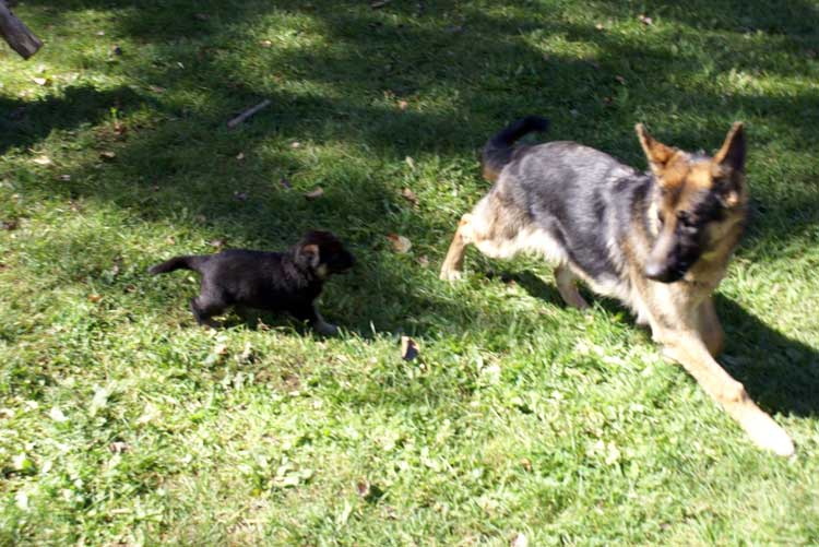 Chiots Lady Octobre 2010