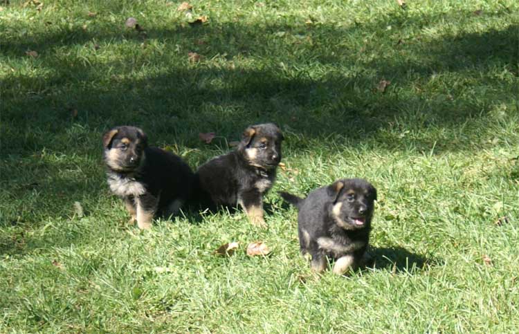 Chiots Berger allemand 5 Octobre 2010 - Chiots Berger Allemand - Eleveur de passion de lignées de Champion 