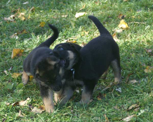 Chiot berger Allemand  blanc 16 et 17 Octobre 2010