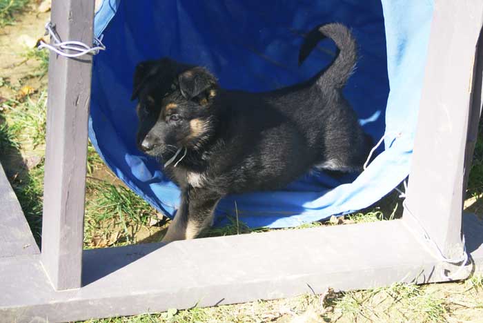 Chiot berger Allemand  blanc 16 et 17 Octobre 2010