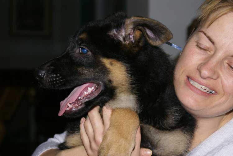 Chiot berger allemand a vendre femelle 7 Novembre 2010 - La petite dernière