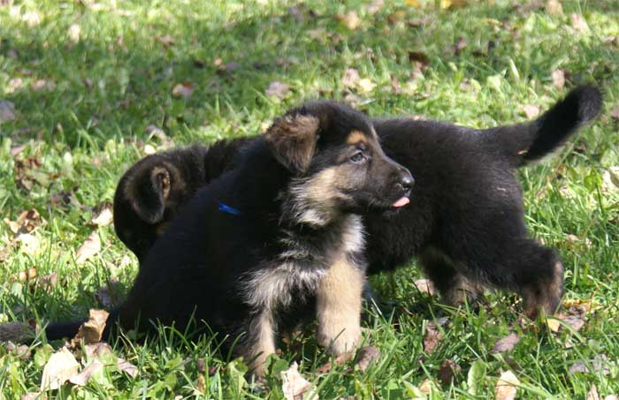 Chiot Bleu berger allemand 11 octobre 2010