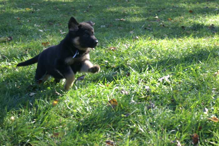 Chiots Berger Allemand 9 Octobre 2010 - German shepherd