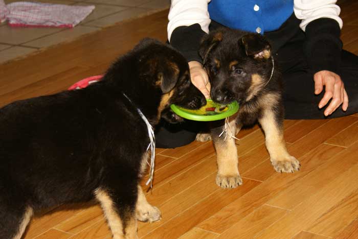 Chiots Berger allemand Blanc