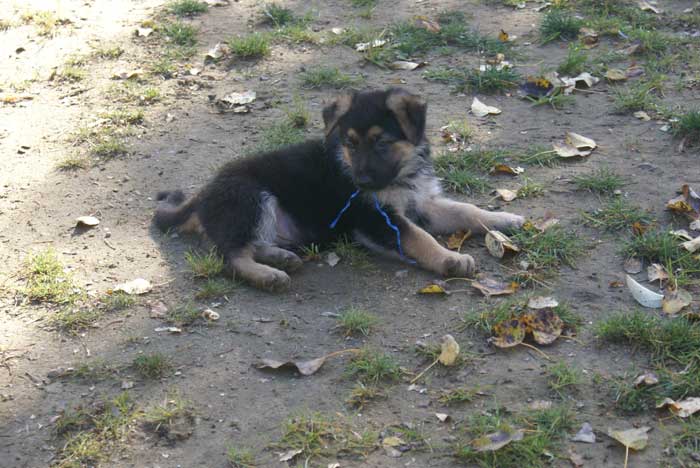 Chiot berger Allemand  "Flic" 22 et 23 Octobre 2010