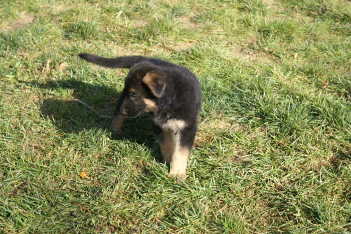 Chiot berger Allemand mauve 22 et 23 Octobre 2010