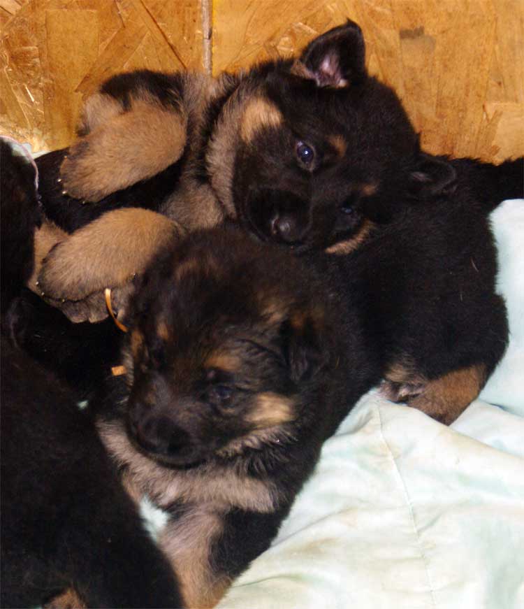 Les chiots Berger Allemand 29 sept 2010