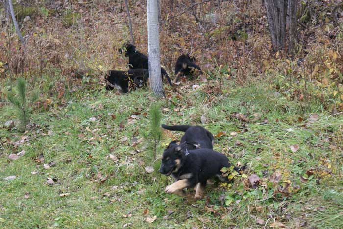 Chiot berger allemand 31 octobre 2010 - Presque 2 mois de vie