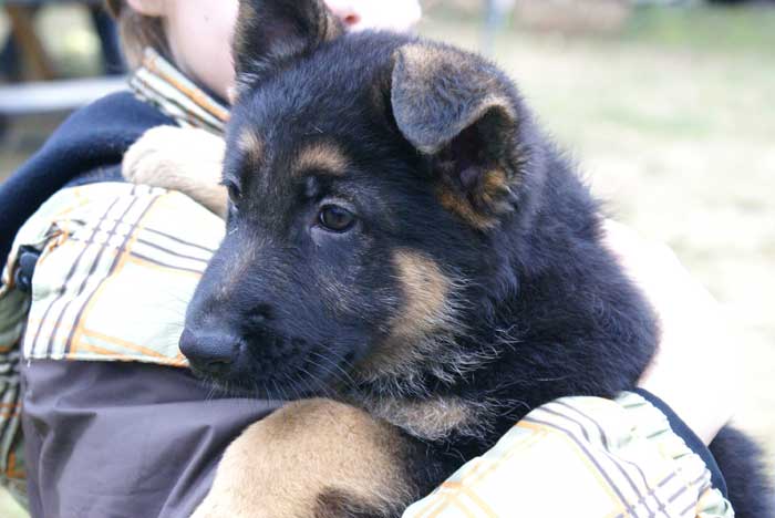 Chiot berger allemand 31 octobre 2010 - Presque 2 mois de vie