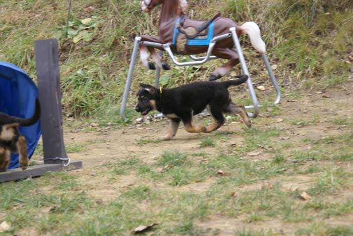 Chiot berger allemand 31 octobre 2010 - Presque 2 mois de vie