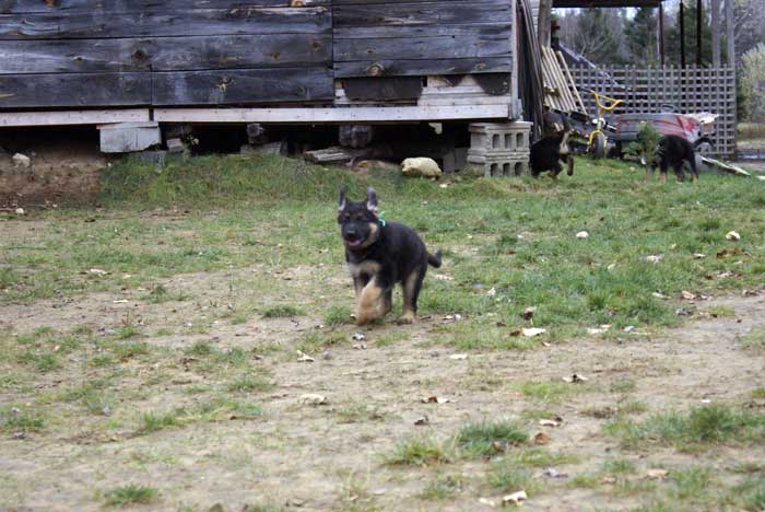 Chiot berger allemand 31 octobre 2010 - Presque 2 mois de vie