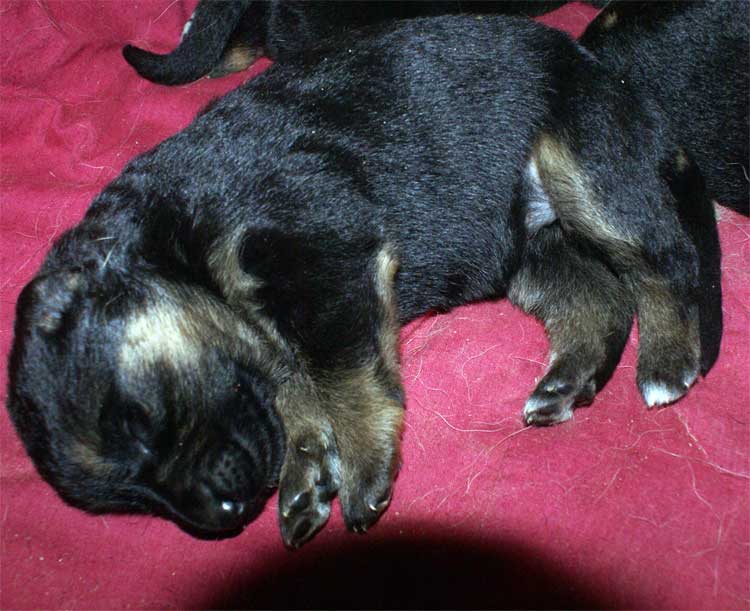 Chiots berger allemand sept 2010 Lady X Capone