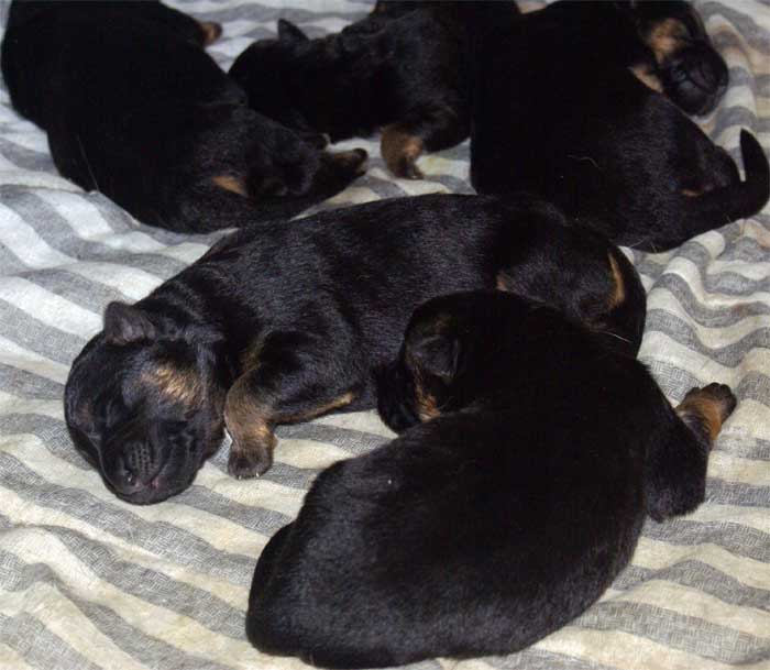 Chiots Berger allemand - septembre 2010