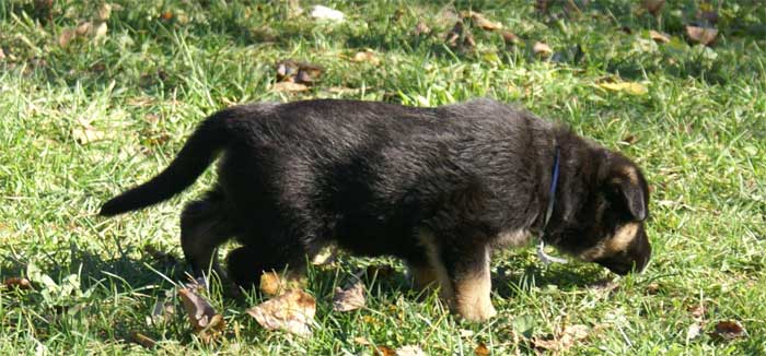 Chiots berger Allemand - German Shepherd