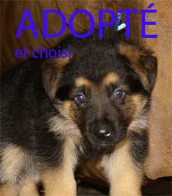 Chiot Male bleu - Cliquez ici pour voir mon album photo