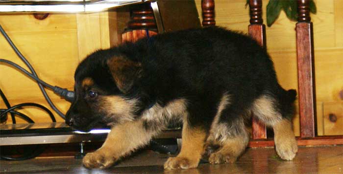 Chiot berger allemand - German shepherd