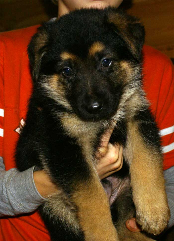 Chiot berger allemand - German shepherd