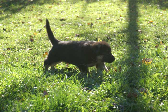 Chiots berger Allemand - German Shepherd