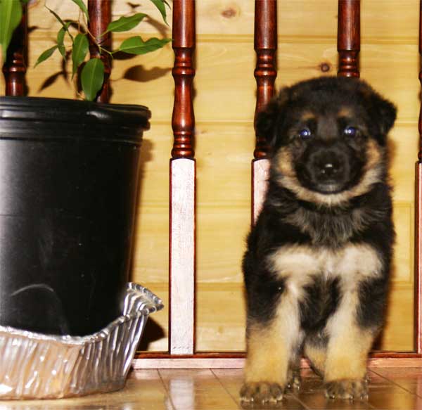 Chiot berger allemand - German Shepherd