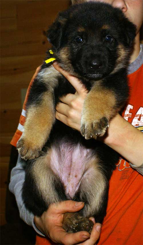 Chiot berger allemand - German Shepherd