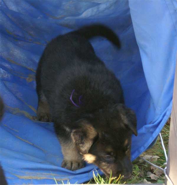 Chiots berger Allemand - German Shepherd