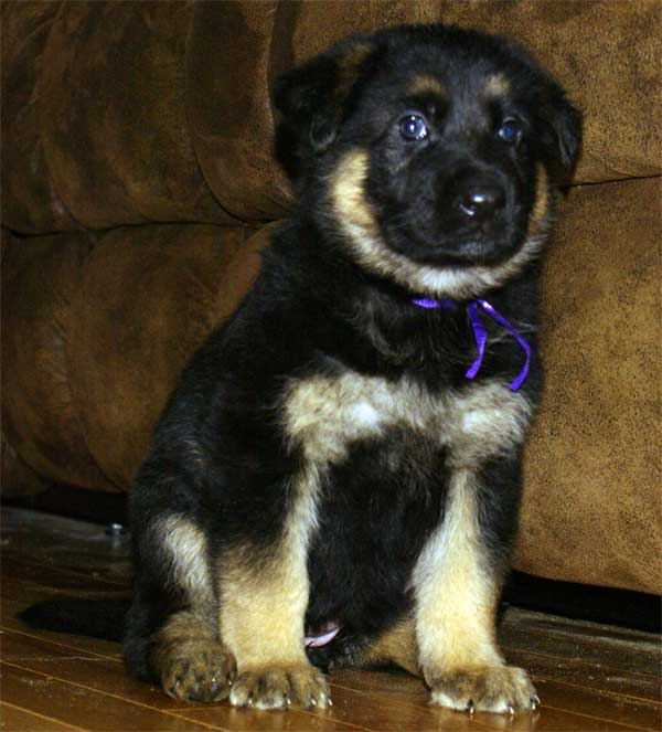 Chiot berger allemand - German shepherd