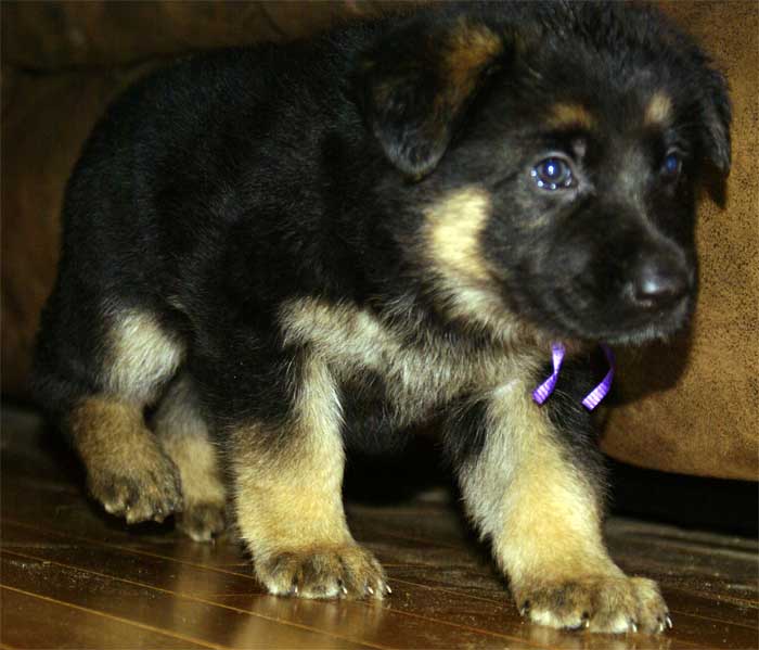 Chiot berger allemand - German shepherd