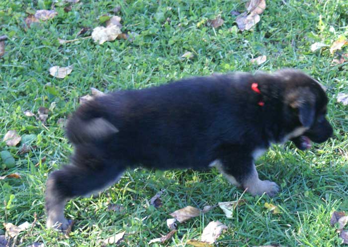 Chiots berger Allemand - German Shepherd