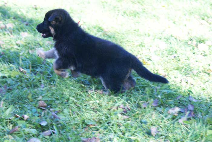 Chiots berger Allemand - German Shepherd