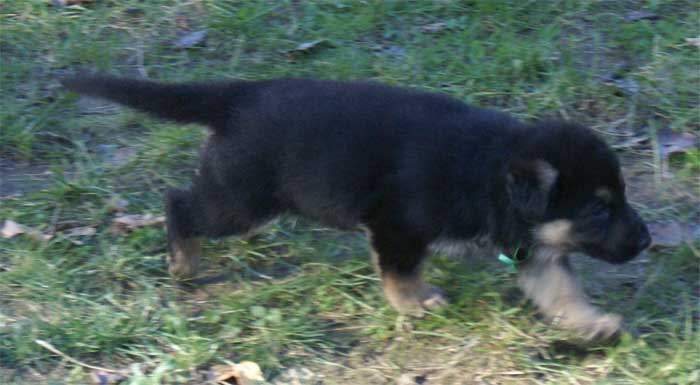 Chiots berger Allemand - German Shepherd