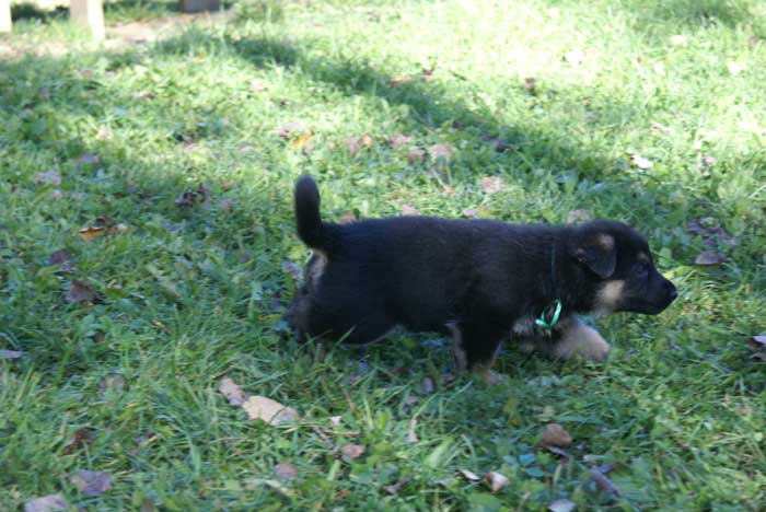 Chiots berger Allemand - German Shepherd