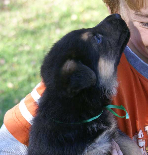 Chiots berger Allemand - German Shepherd