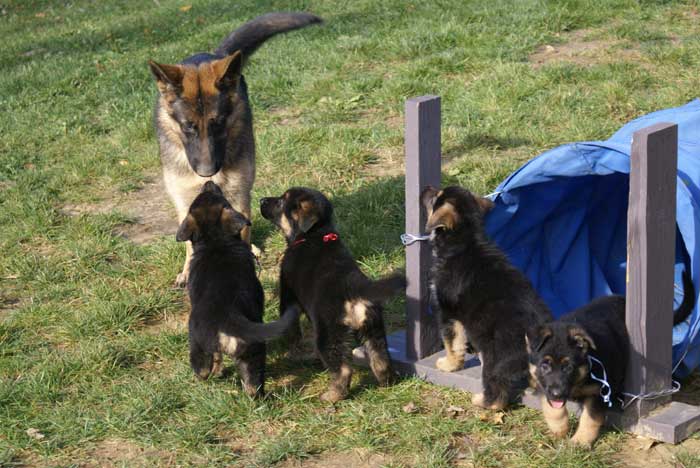 Chiots Berger Allemand - Eleveur de passion de lignées de Champion 