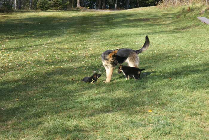 Chiots Berger Allemand - Eleveur de passion de lignées de Champion 