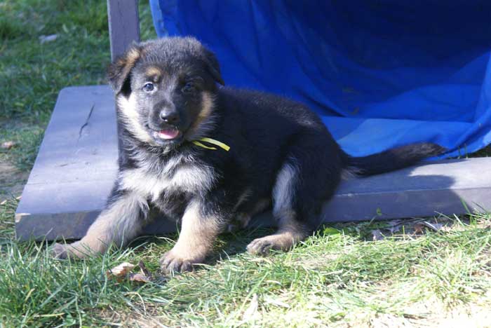 Chiot Jaune berger allemand 11 octobre 2010