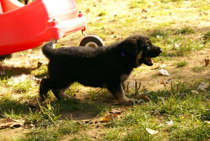 Chiot Mauve berger allemand 11 octobre 2010