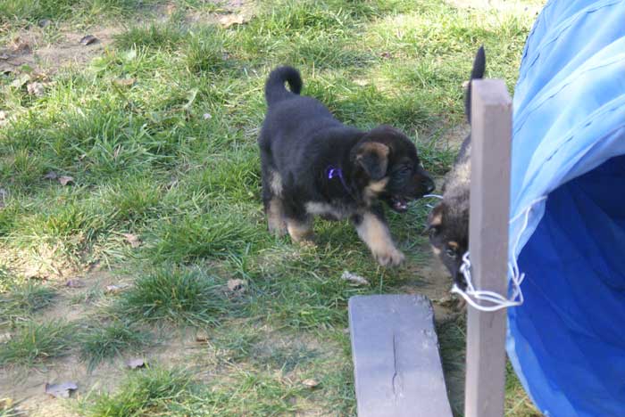 Chiot Mauve berger allemand 11 octobre 2010