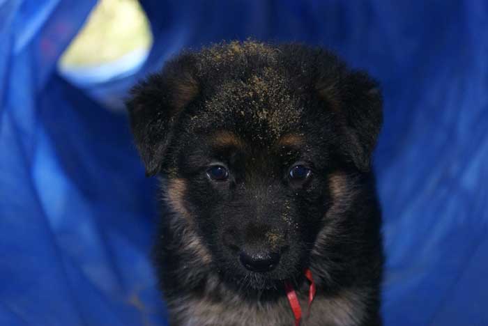 Chiot Rouge berger allemand 11 octobre 2010