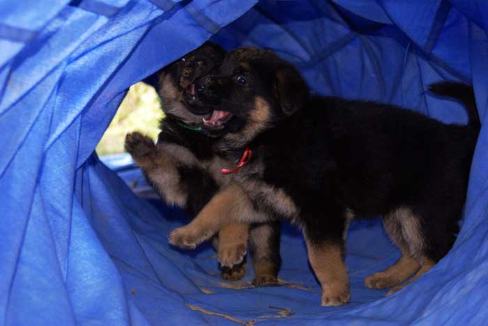 Chiot Rouge berger allemand 11 octobre 2010