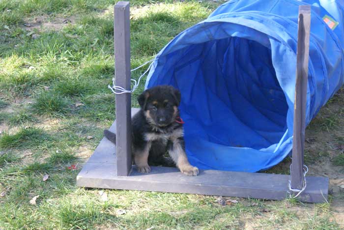 Chiot Rouge berger allemand 11 octobre 2010