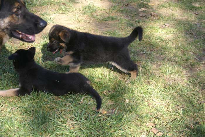 Chiot berger Allemand  Rauge 16 et 17 Octobre 2010